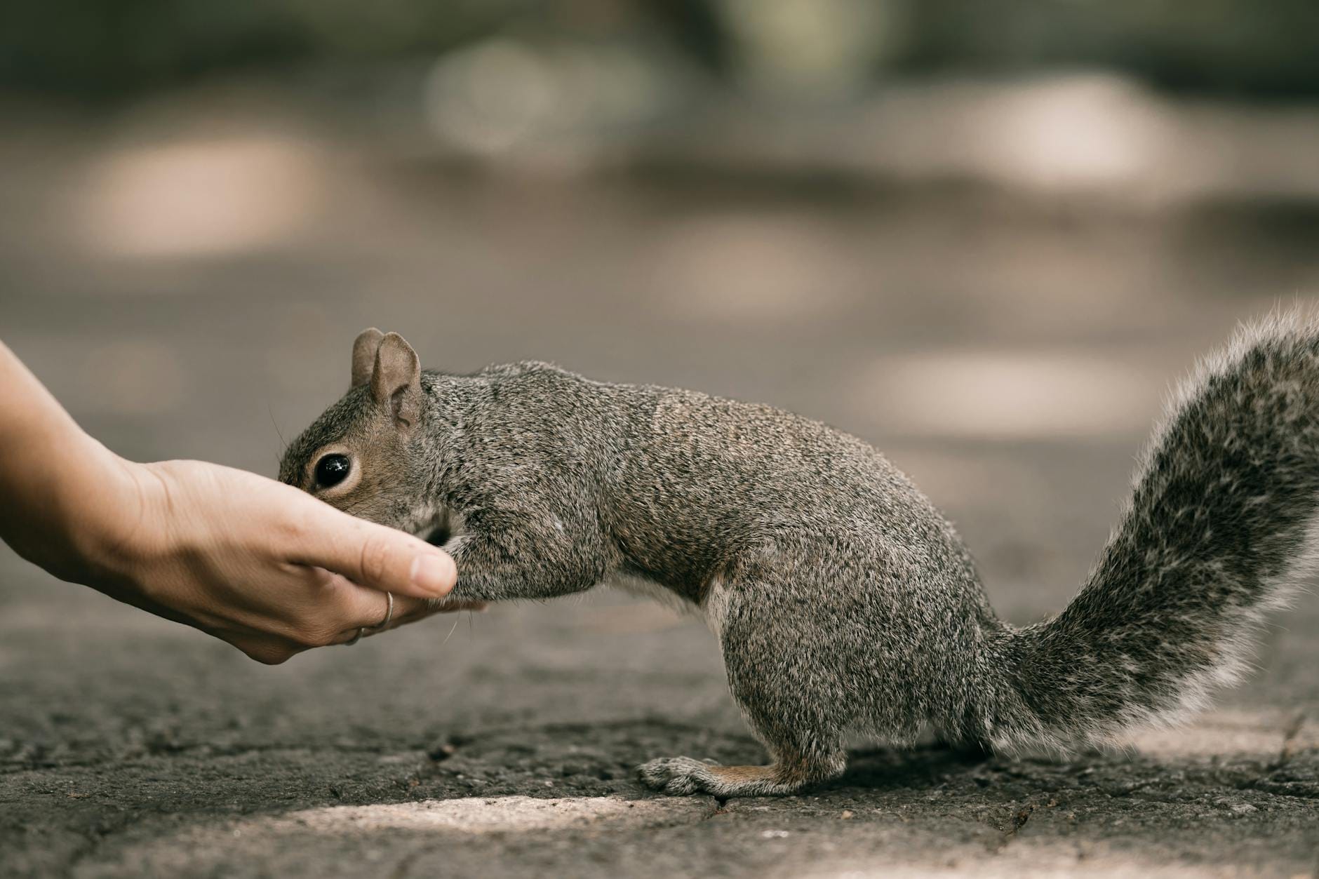 Wiewiórka jedząca orzech z dłoni człowieka w lesie