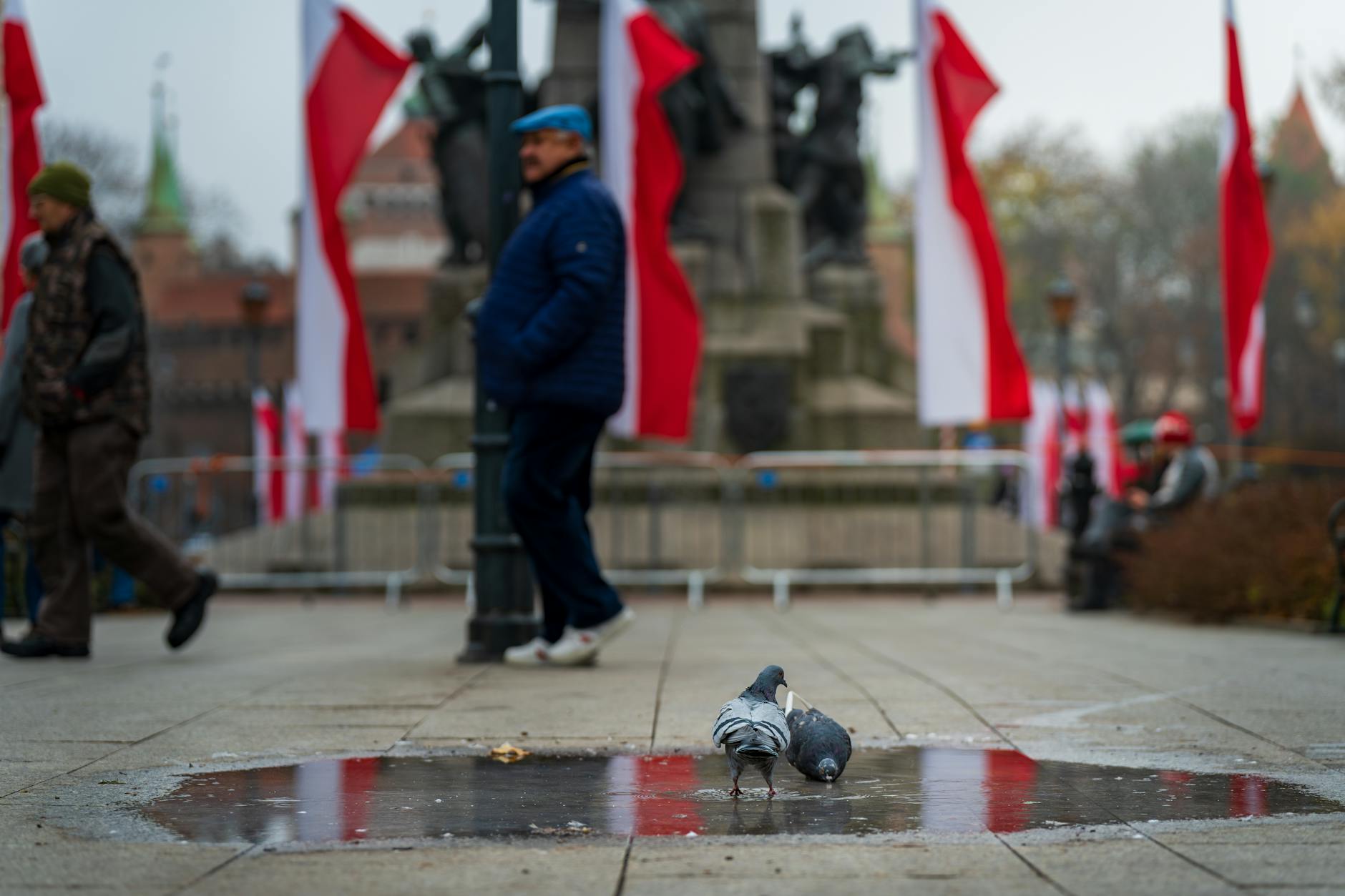 Gołębie pijące z kałuży na ulicy w Krakowie z widocznymi polskimi flagami
